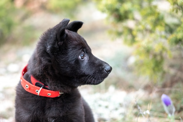 Un retrato de primer plano de un lindo cachorro de pastor alemán negro con un collar rojo en la naturaleza