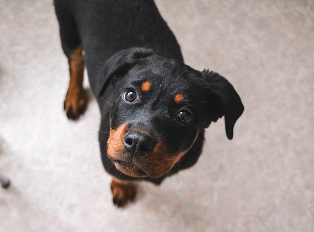 Retrato de primer plano de un lindo cachorro de Rottweiler alemán.