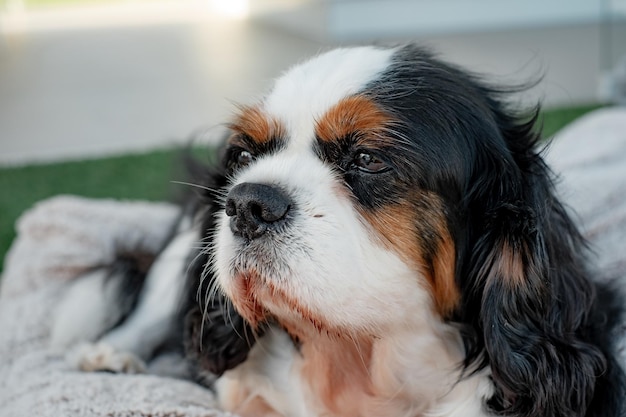 Retrato de primer plano de un lindo perro macho cavalier king charles spaniel tomando una siesta en el balcón al aire libre