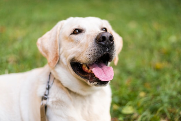 Foto retrato de primer plano de lindo perro