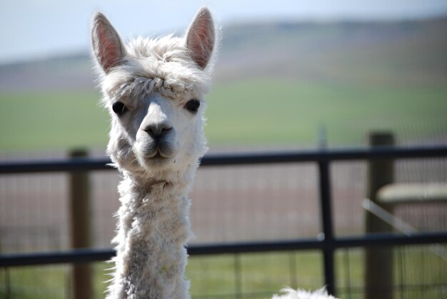 Foto retrato en primer plano de una llama