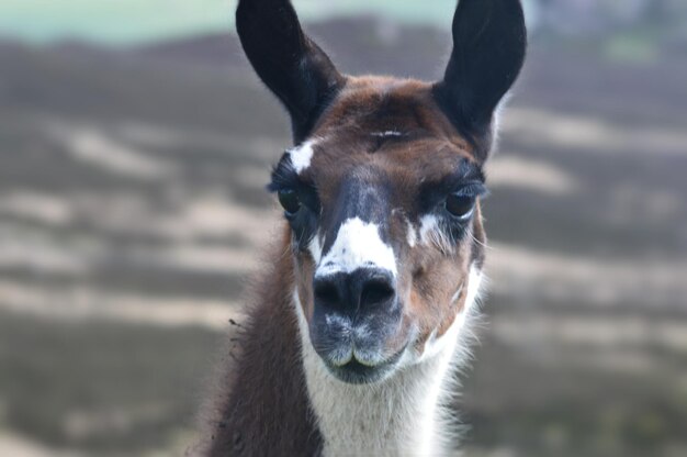 Foto retrato en primer plano de una llama