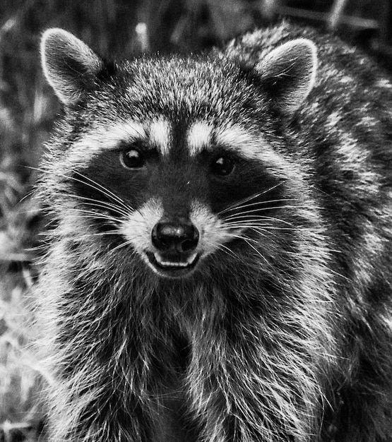 Retrato en primer plano del mapaches