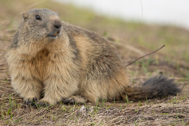 Retrato de primer plano de marmota aislada