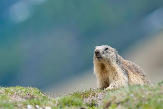 Retrato de primer plano de marmota aislada