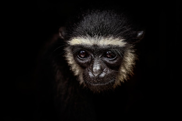Retrato en primer plano de un mono contra un fondo negro
