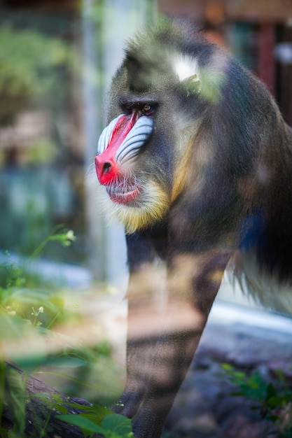 Retrato de primer plano del mono Mandrill en el zoológico