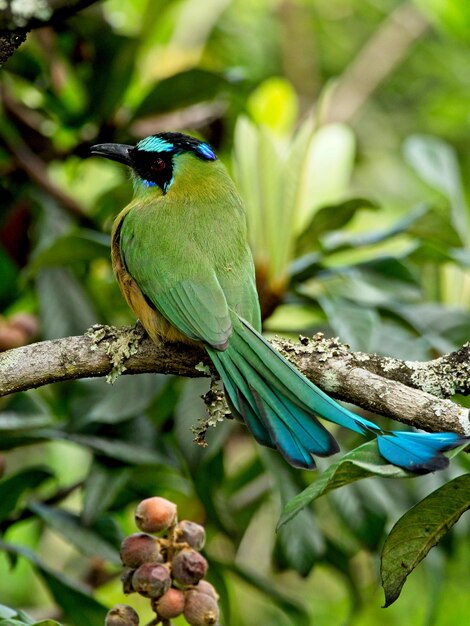 Retrato en primer plano de la motmot momotus momota con cola colorida vilcabamba ecuador