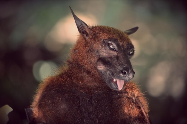 Foto retrato en primer plano de un murciélago de la fruta con la lengua afuera