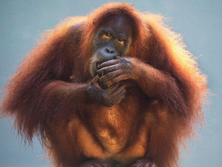 Foto retrato en primer plano del orangután