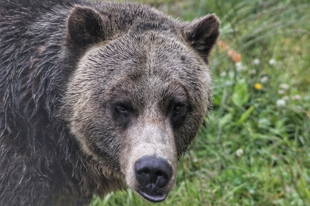 Foto retrato en primer plano del oso pardo