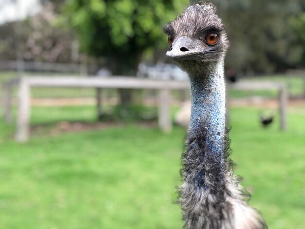 Foto retrato en primer plano de un pájaro en el campo