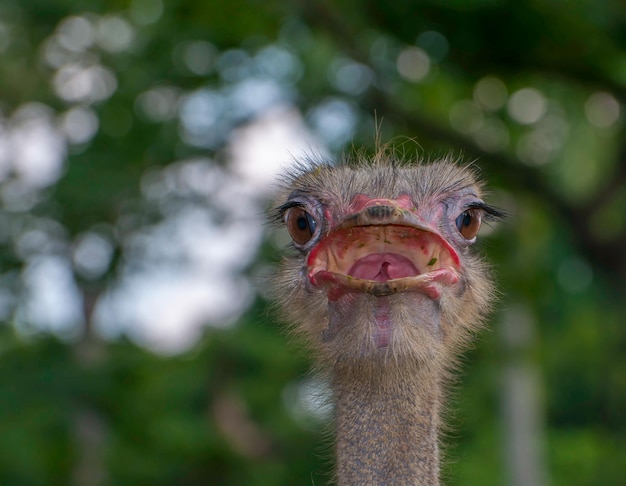 Retrato en primer plano de un pájaro gritando