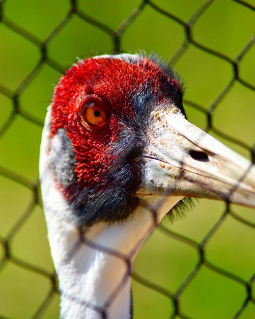 Foto retrato en primer plano de un pájaro en jaula