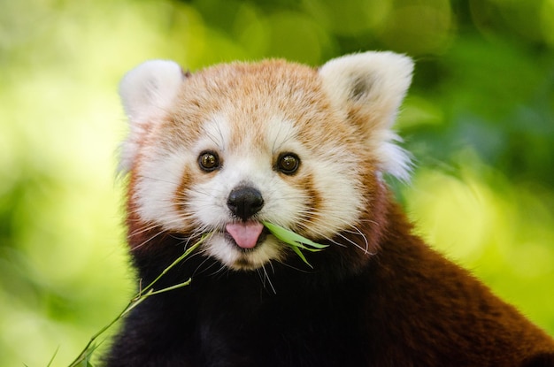 Retrato en primer plano del panda rojo