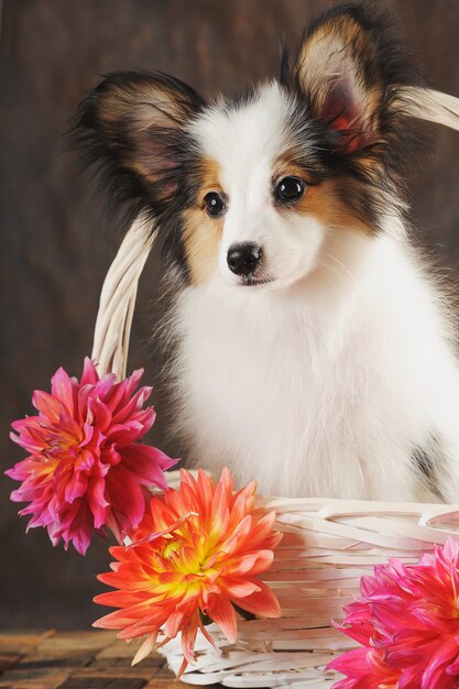 Foto retrato de primer plano de papilion cachorro en oscuridad