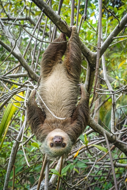 Retrato en primer plano de un perezoso colgando al revés de una rama en el bosque