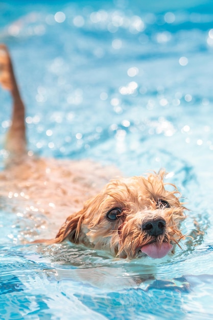 Retrato en primer plano de un perro en el agua
