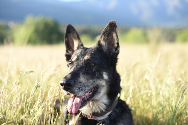 Retrato de primer plano de perro alemán en una soleada pradera en verano
