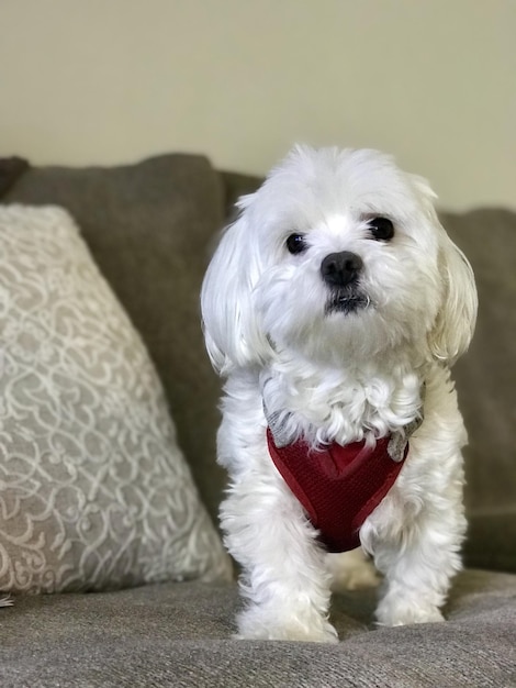 Foto retrato en primer plano de un perro blanco en casa