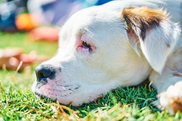 Retrato de primer plano de perro blanco y marrón descansando en el campo