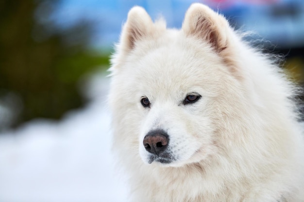 Foto retrato en primer plano de un perro blanco