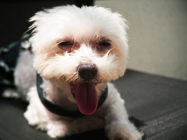 Foto retrato en primer plano de un perro blanco