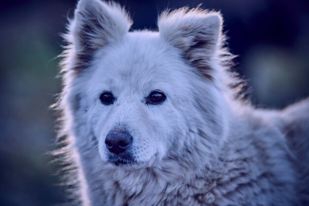 Retrato en primer plano de un perro blanco