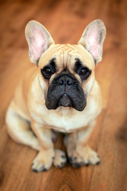 Foto retrato de primer plano de un perro bulldog francés sobre un fondo de parquet.