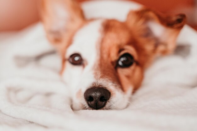 Foto retrato en primer plano del perro en la cama