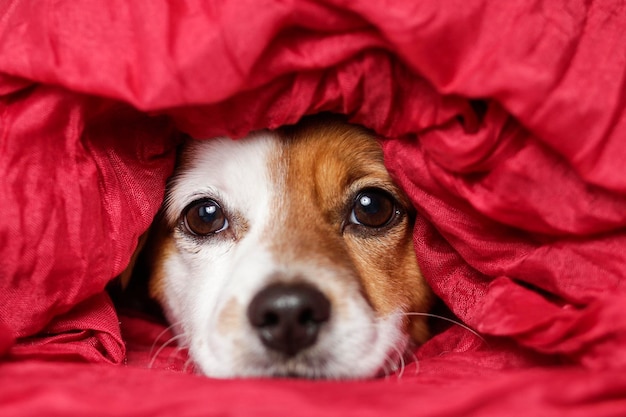 Foto retrato en primer plano de un perro en la cama