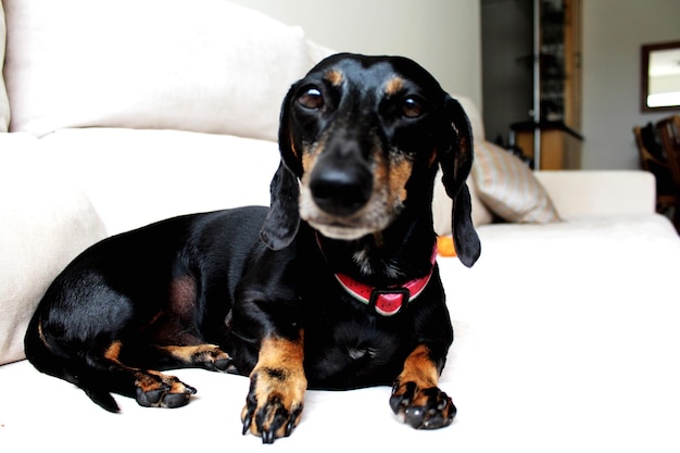 Foto retrato en primer plano de un perro en la cama