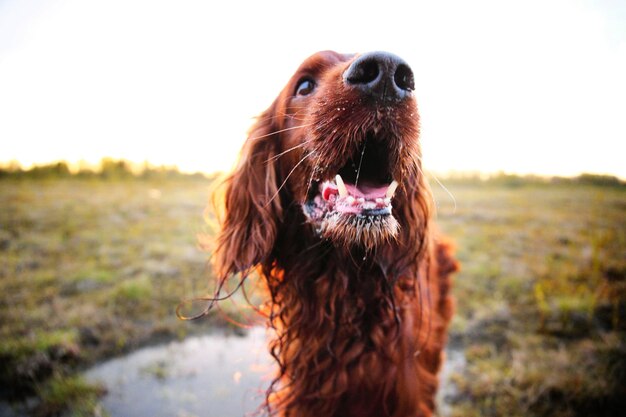 Foto retrato en primer plano de un perro en el campo