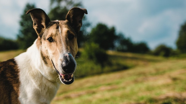 Retrato en primer plano de un perro en el campo