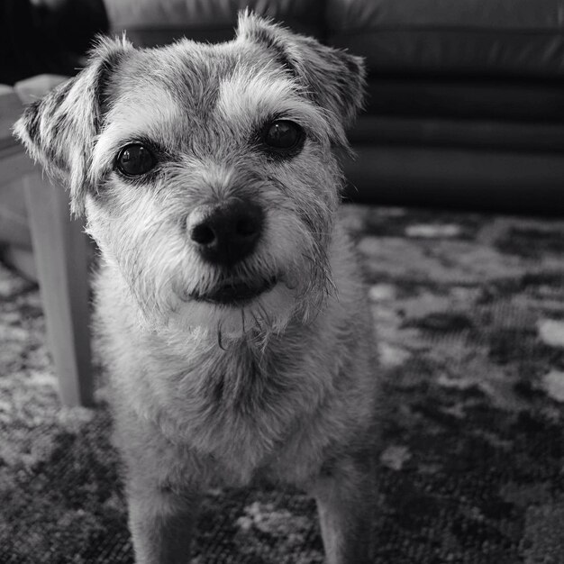 Foto retrato en primer plano del perro en casa