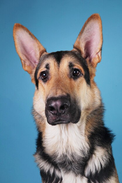 Foto retrato en primer plano de un perro contra un fondo azul