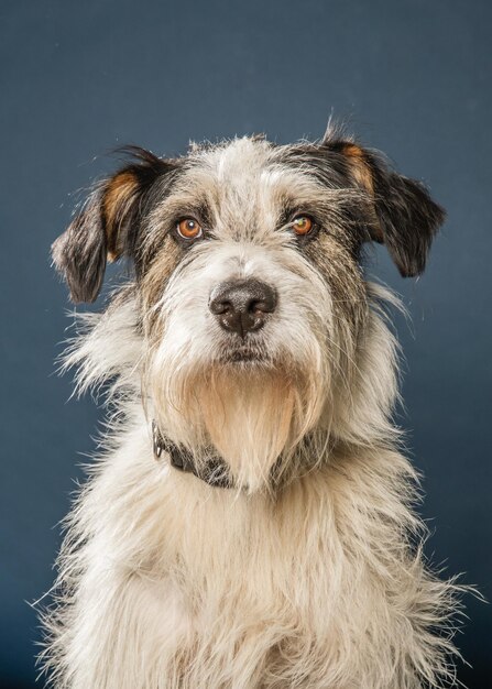 Foto retrato en primer plano de un perro contra un fondo gris