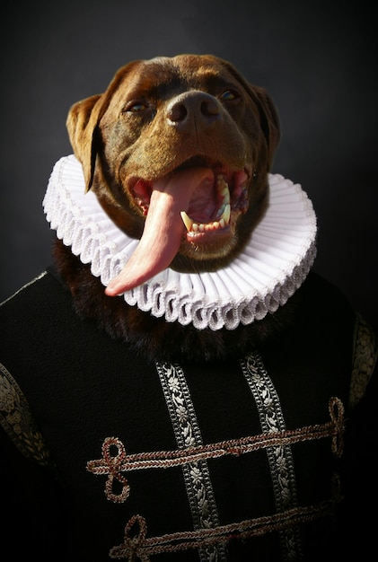 Retrato en primer plano de un perro contra un fondo negro
