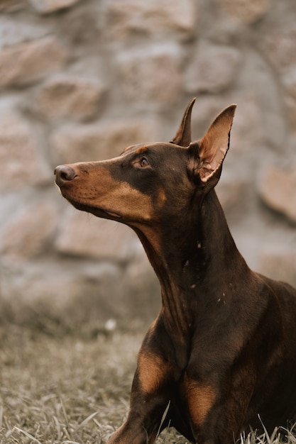 Retrato de primer plano de un perro contra un muro de piedra.