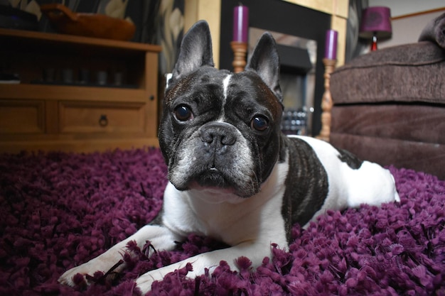 Foto retrato en primer plano de un perro descansando en casa