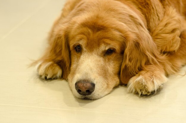 Retrato en primer plano de un perro descansando en el suelo