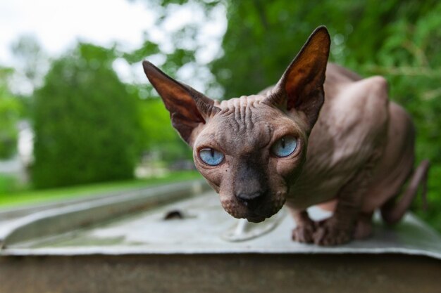 Foto retrato en primer plano de un perro por un gato al aire libre