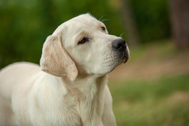 Foto retrato de primer plano de perro labrador con un telón de fondo de campo