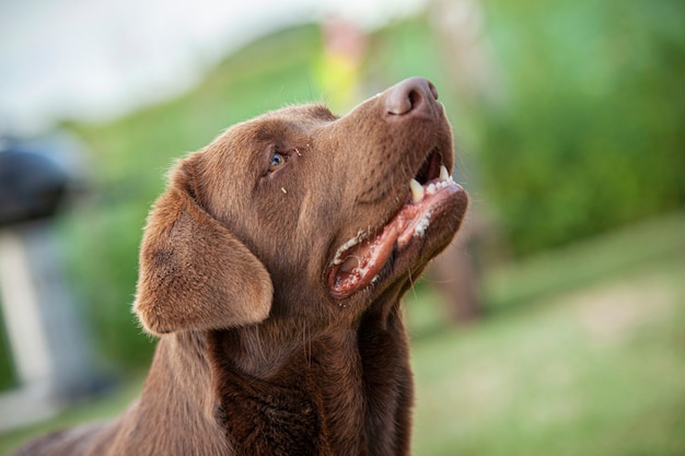 Retrato de primer plano de perro labrador con un telón de fondo de campo