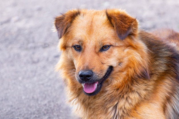 Retrato de primer plano de un perro lanudo marrón