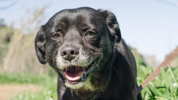 Retrato en primer plano de un perro negro contra el cielo