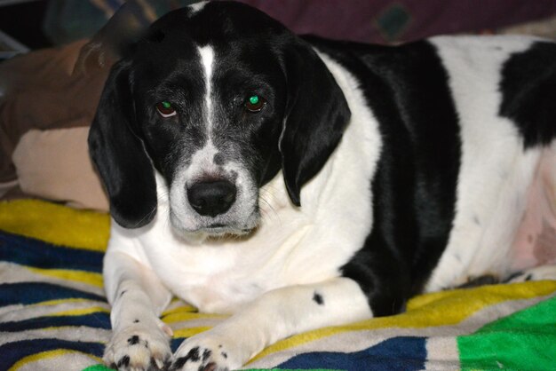 Foto retrato en primer plano de un perro negro relajándose en la cama