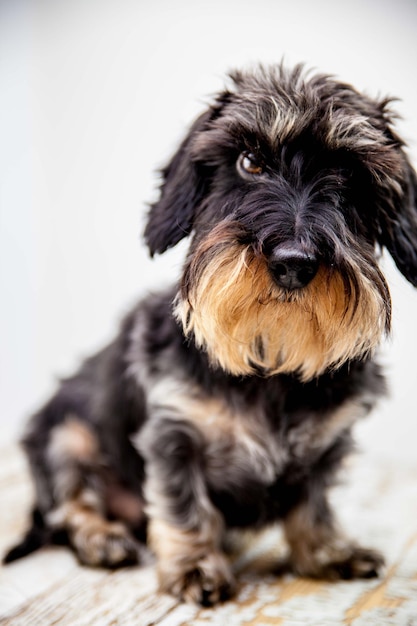 Retrato en primer plano de un perro negro