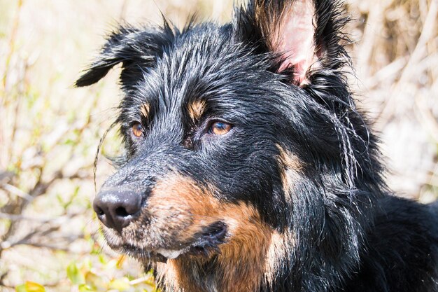 Retrato en primer plano de un perro negro