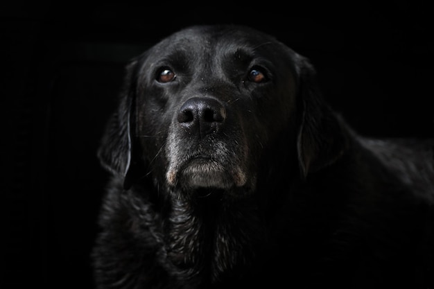 Retrato en primer plano de un perro negro
